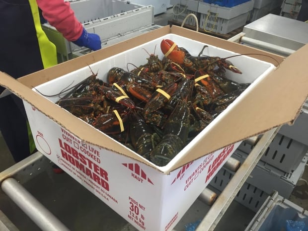 lobbos