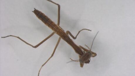 The scent of a Chinese mantis made fruit flies in small populations have fewer and smaller offspring. Mantis