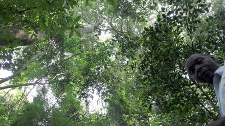 In this Thursday, Jan. 28, 2016 photo, Gerald Mukisa, a caretaker at the forest who also acts as a tour guide, poses in the Zika Forest, near Entebbe about 25 kilometers east of Uganda capital Kampala. An Associated Press team this week visited the Zika Forest, which has 35-meter (38-yard) -tall trees and is, now fittingly, a research site for scientists with the Uganda Virus Research Institute. There’s also a derelict observation tower. Birdwatchers come and go, and musicians have come here to shoot videos for their songs. Real estate developers threaten encroachment on the forest reserve. But until the breakout of Zika in the Western Hemisphere, not much attention was paid to the virus in the forest, according to Ugandan officials. (AP Photo/Stephen Wandera) Uganda Zika Forest