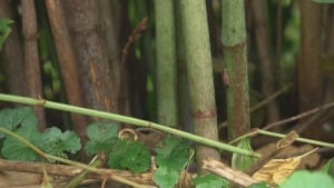 Knotweed ottawa strong stem notched like bamboo