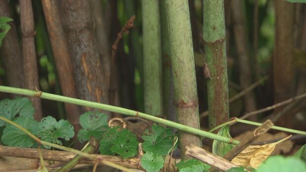 Knotweed ottawa strong stem notched like bamboo