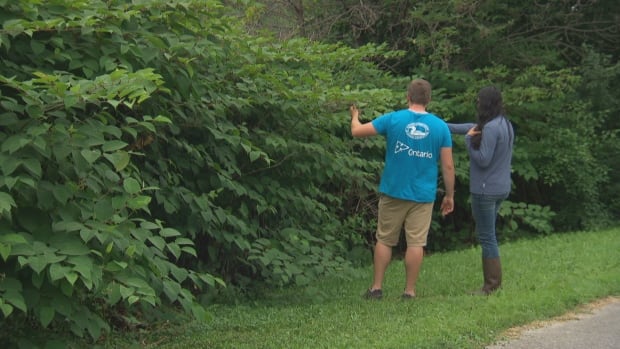 Brady McGlade Rosario Castanon Knotweed Ottawa