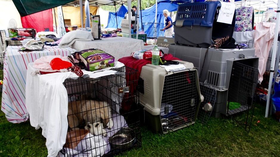 800 pets and counting Volunteers at Kamloops emergency pet shelter