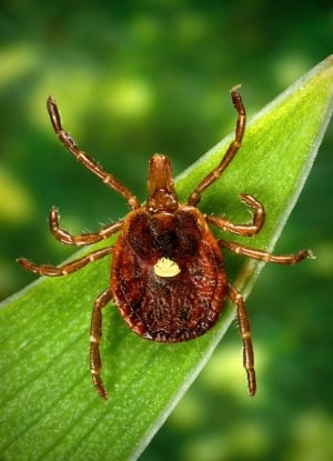 Tick Meat Allergy