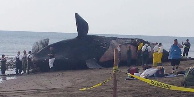 Right Whale