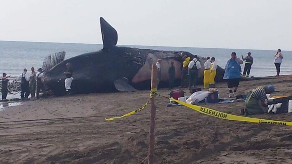 A North Atlantic right was found dead in the Gulf of Saint Lawrence in July, while another whale was entangled in fishing gear.