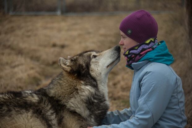 wolf