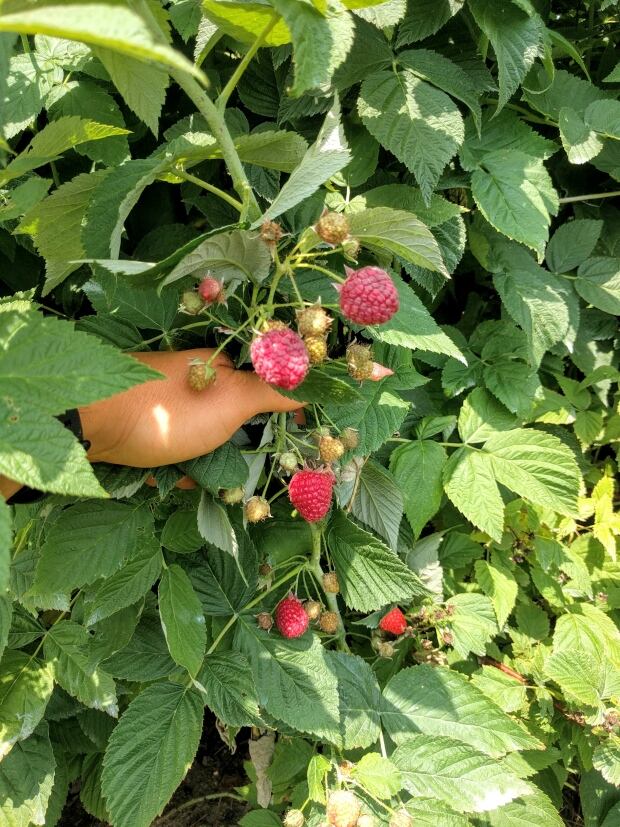 Raspberry patch