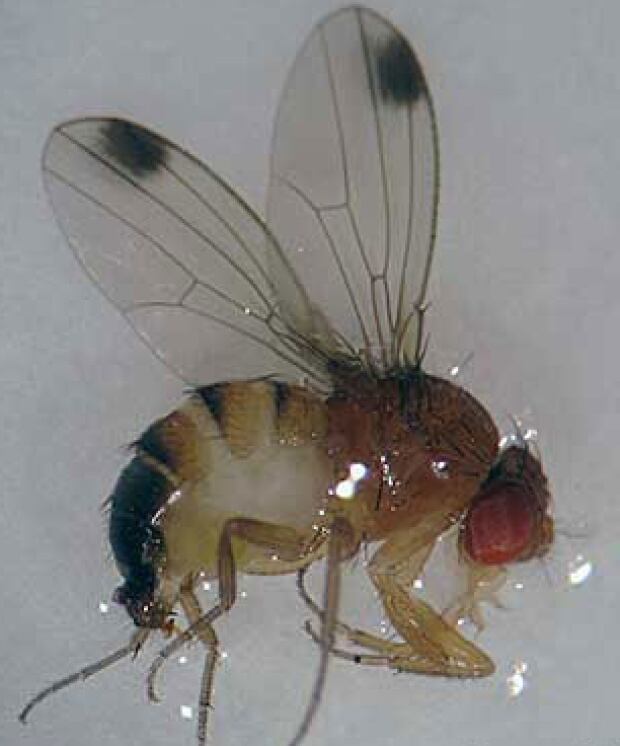 Spotted Wing Drosophila