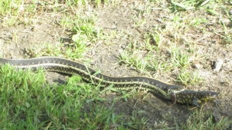 Plains garter snake eats eastern tiger salamander in Manitoba