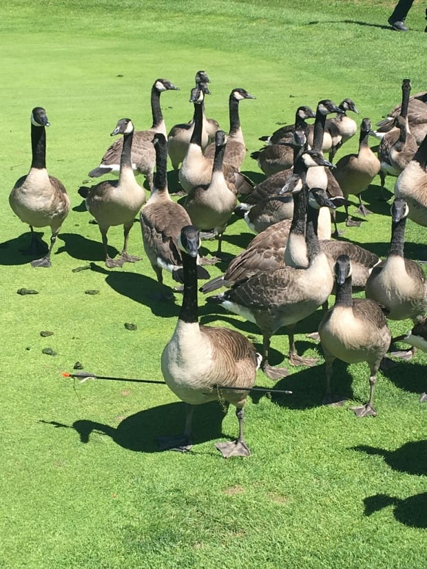 goose arrow flock
