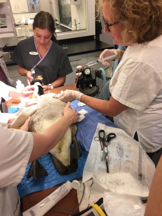 goose surgery