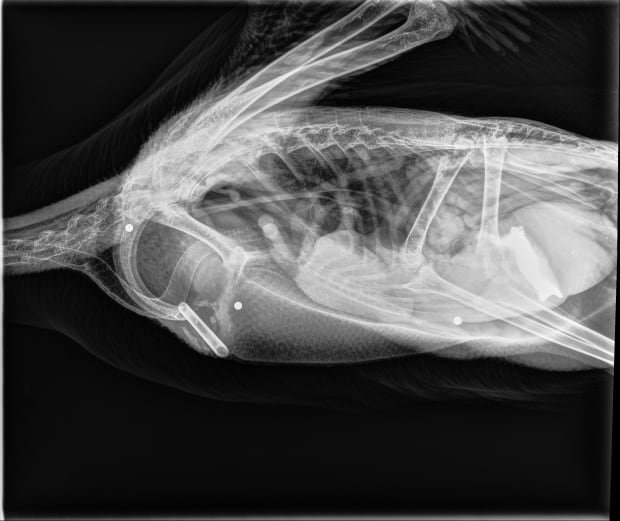 Goose x-ray