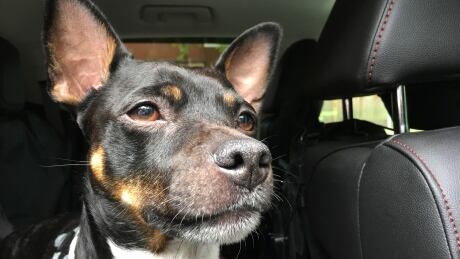 Jack, the rat terrier, gets ready for work. His hearing is so acute he can hear the sound of a rat's heart beating. Jack the rat terrier.