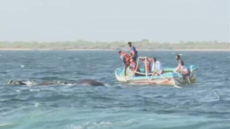The Sri Lankan navy rescues two young jumbo elephants off the coast of Trincomalee Sunday in the second such incident in two weeks Elephants at sea