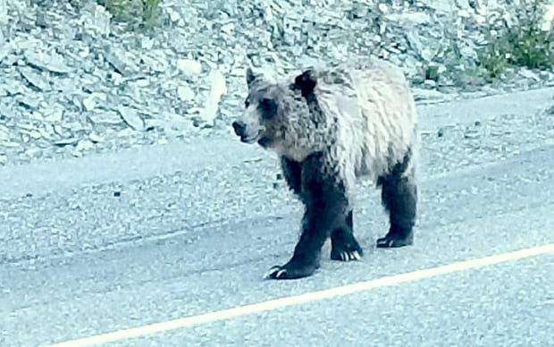 Grizzly chase Radium Hot Springs
