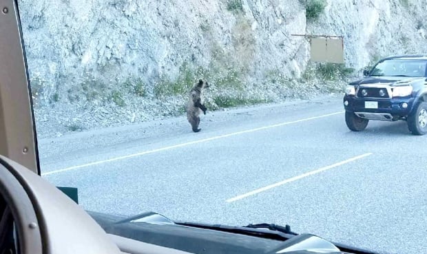 Grizzly chase Radium Hot Springs