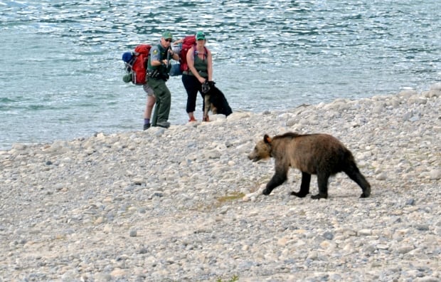 Barrier Lake grizzly