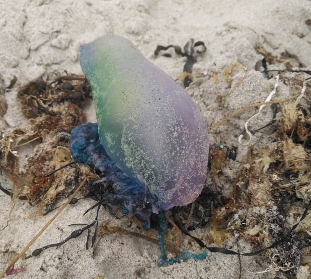 Portuguese man o' war at Crystal Crescent Beach