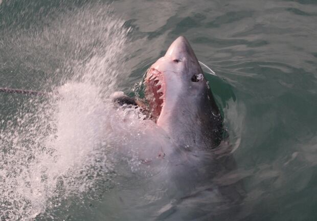 Great White Shark