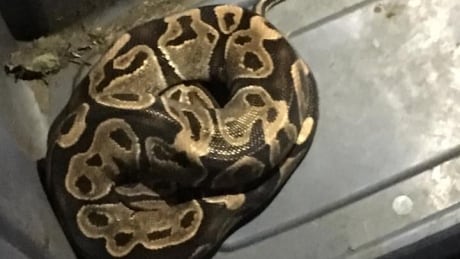 Minette Powell posted this photo of a ball python on social media, which was found next to a neighbour's house in Brandon. Brandon Snake ball python