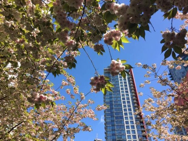 Vancouver condo in cherry blossoms