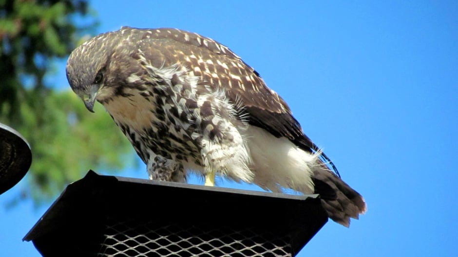 The young red-tailed hawk has been delighting bird-watchers in Sidney since he was first spotted in the eagle's nest.