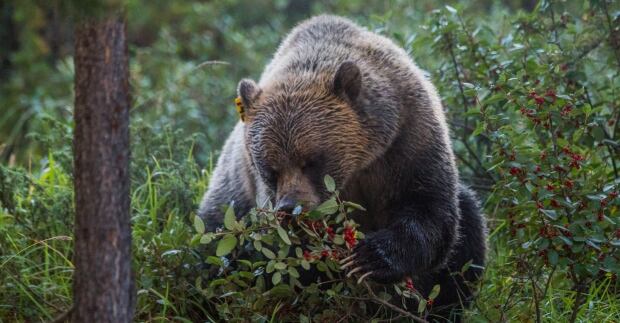Grizzly bear buffaloberry bush