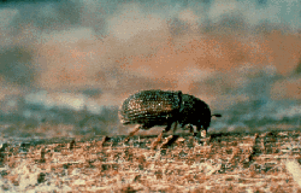 elm-bark-beetle