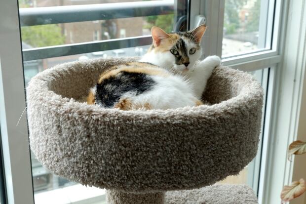 Cat Automattic Remote Work