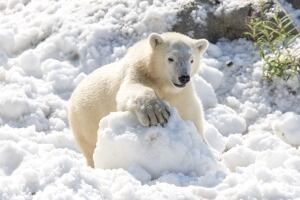 Finland Polar Bears