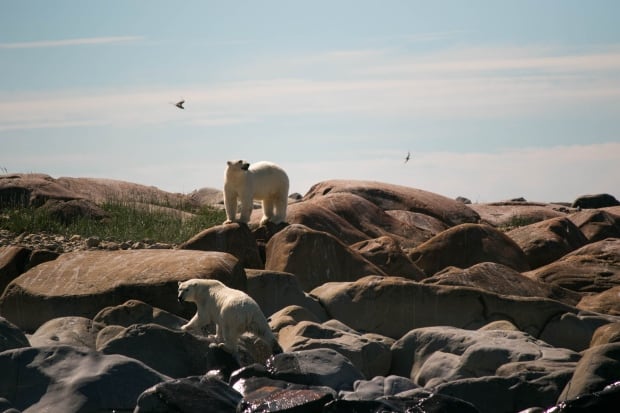 Beluga snot researchers in Churchill: Polar bears in the intertidal