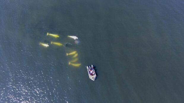 Beluga snot researchers in Churchill