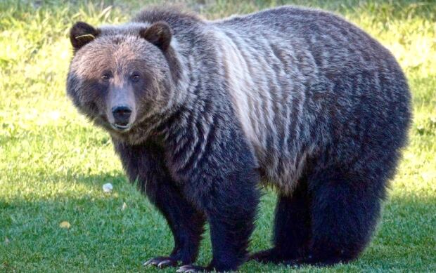 Bear 148 Profile 20170727