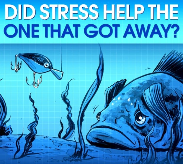Fish illustration