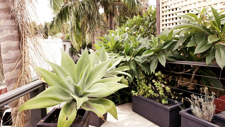 8 tips to turn your tiny balcony into a lush garden