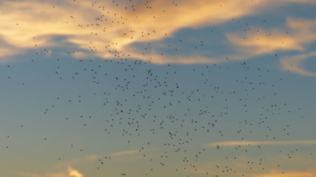 mosquitoes
