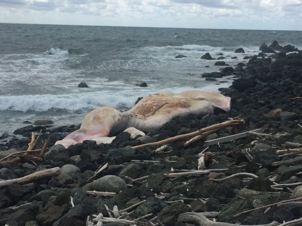 dead right whale cedar cove newfoundland