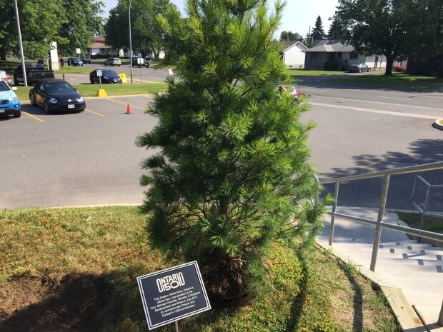 Eastern White Pine