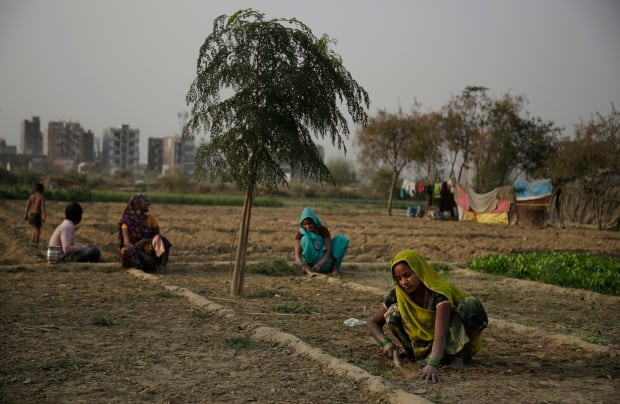 India Farmer Suicides