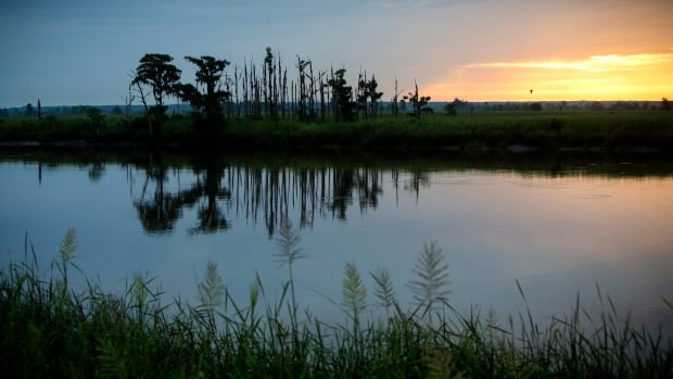 Sea Level Rise Ghost Forests