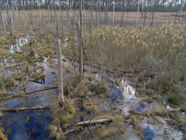 Ghost Forests