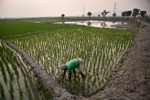 India Farmer Suicides