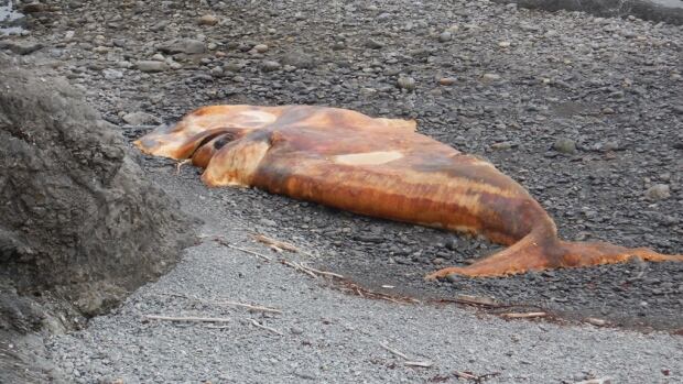 A dead right whale was found south of the River of Ponds area on the west coast of Newfoundland
