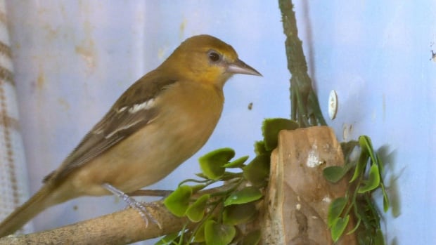 bullock's oriole