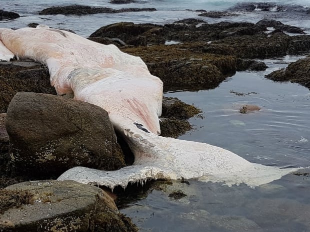 North Atlantic right whale carcass Cape Ray