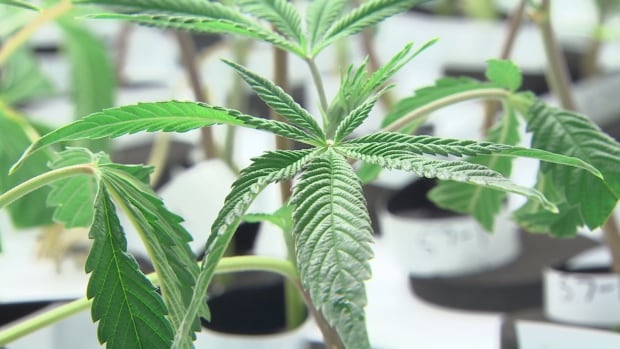 Ontario, destapa la olla del plan, incluyendo los pedidos en línea, 150 stand-alone ... - CBC.ca 1 Cannabis