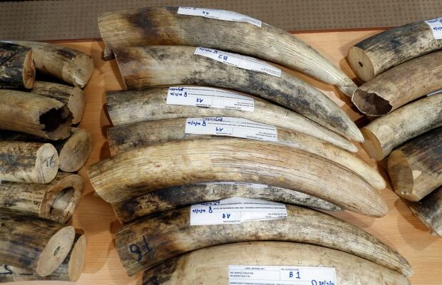 Malaysia Tusks