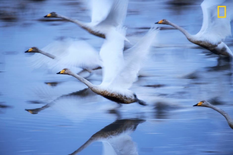 TPOY Winners-Honorable mentions 2017/Yourshot_TPOY_Nature_2nd_Kano.jpg
