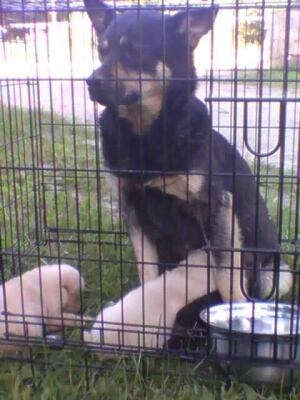 Small Dog Rescue Winnipeg Manitoba Small Dog Rescue Winnipeg Manitoba